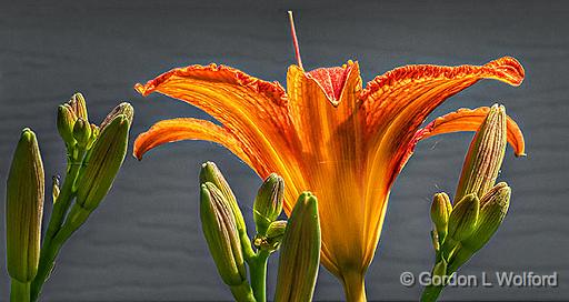 First Daylily_P1150135.jpg - Photographed at Smiths Falls, Ontario, Canada.